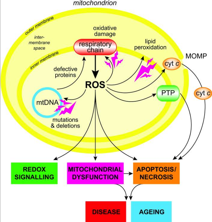 Sod2 A16v The Oxidative Stress Gene Gene Food 1296