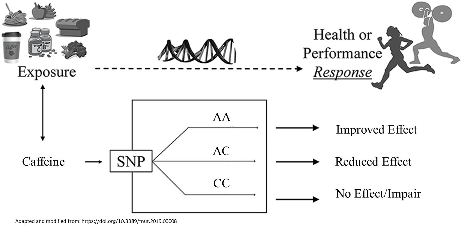 Why Caffeines Impact On Athletic Performance Varies By Individual Gene Food